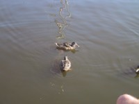 IMG_4132.JPG