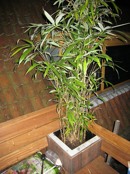 IMG_1950.JPG
Make: Canon
Model: Canon DIGITAL IXUS 850 IS
DateTime: 23-4-2007 23:50:31
EXIFImageWidth: 3072
ExifImageLength: 2304
Flash: Flash fired - Auto mode - Red-eye reduction
ShutterSpeedValue: 1/60 sec
ApertureValue: F2,8
FocalLength: 4,6 mm