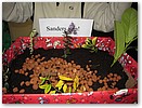 IMG_1093.JPG