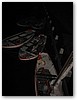IMG_9281.JPG